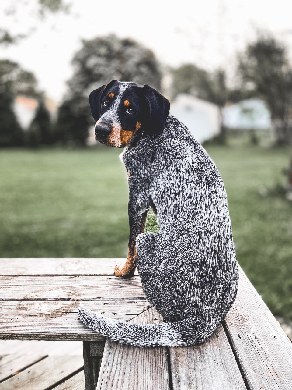 Jupiter Portrait Blue Heeler and Blue Tick Coon Hound on back deck